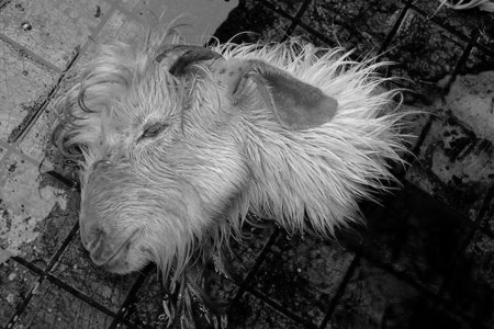 Severed Sheep Head at Channamasta Temple, Nepal