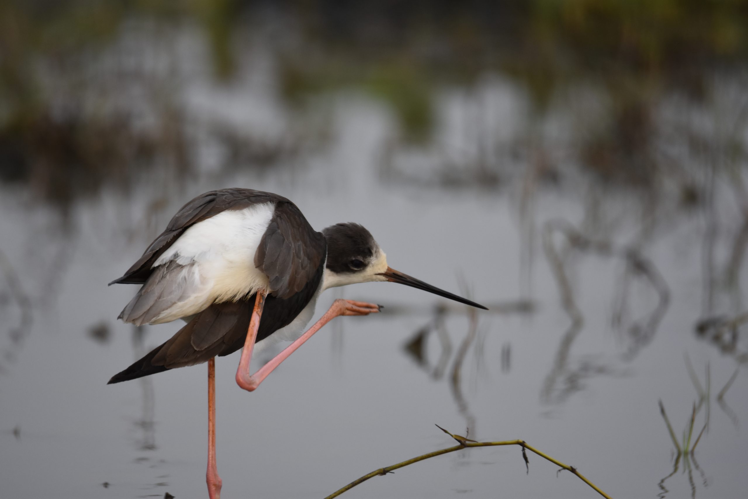 Mangaljodi birding