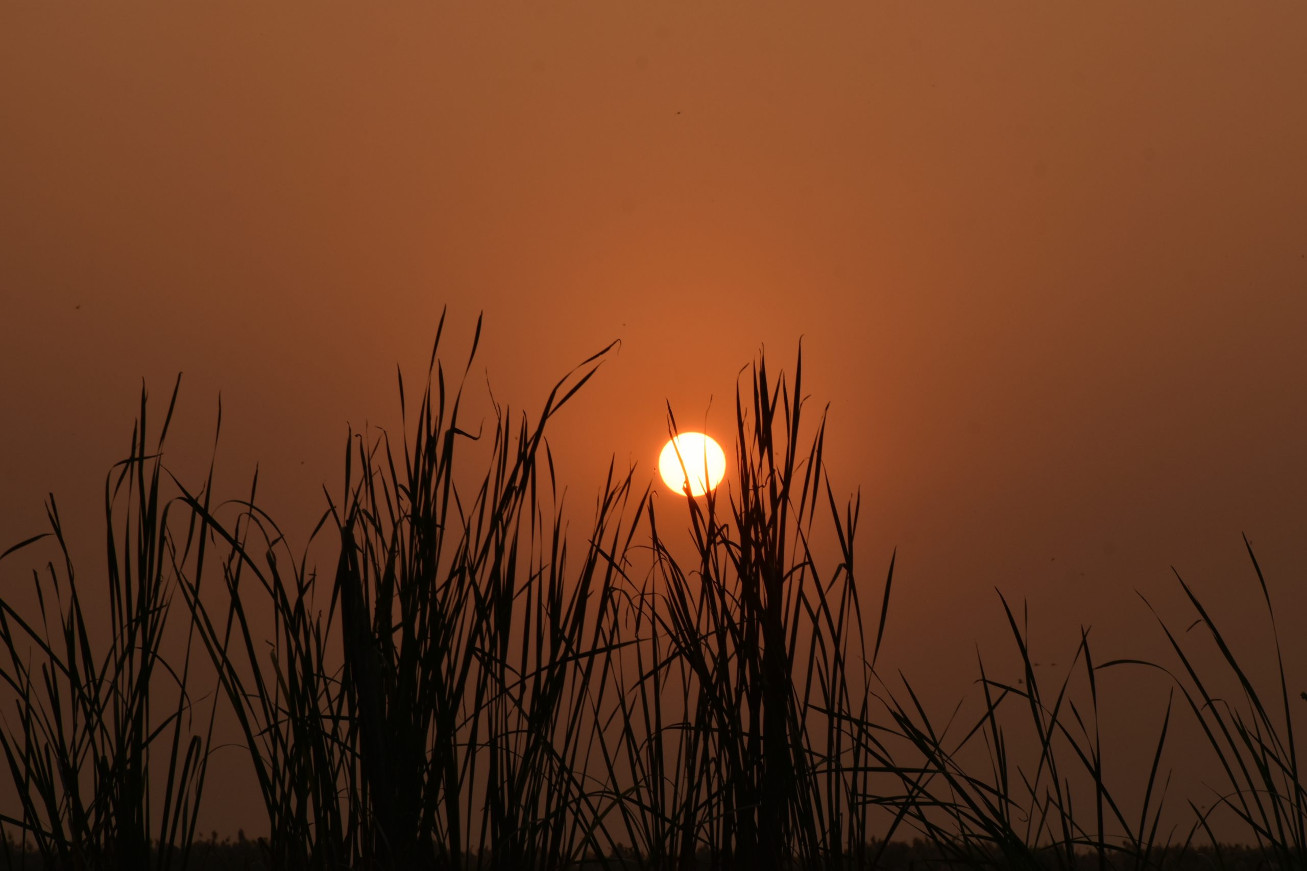 Sunrise at Mangaljodi