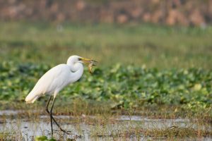 Great Egret Mangaljodi