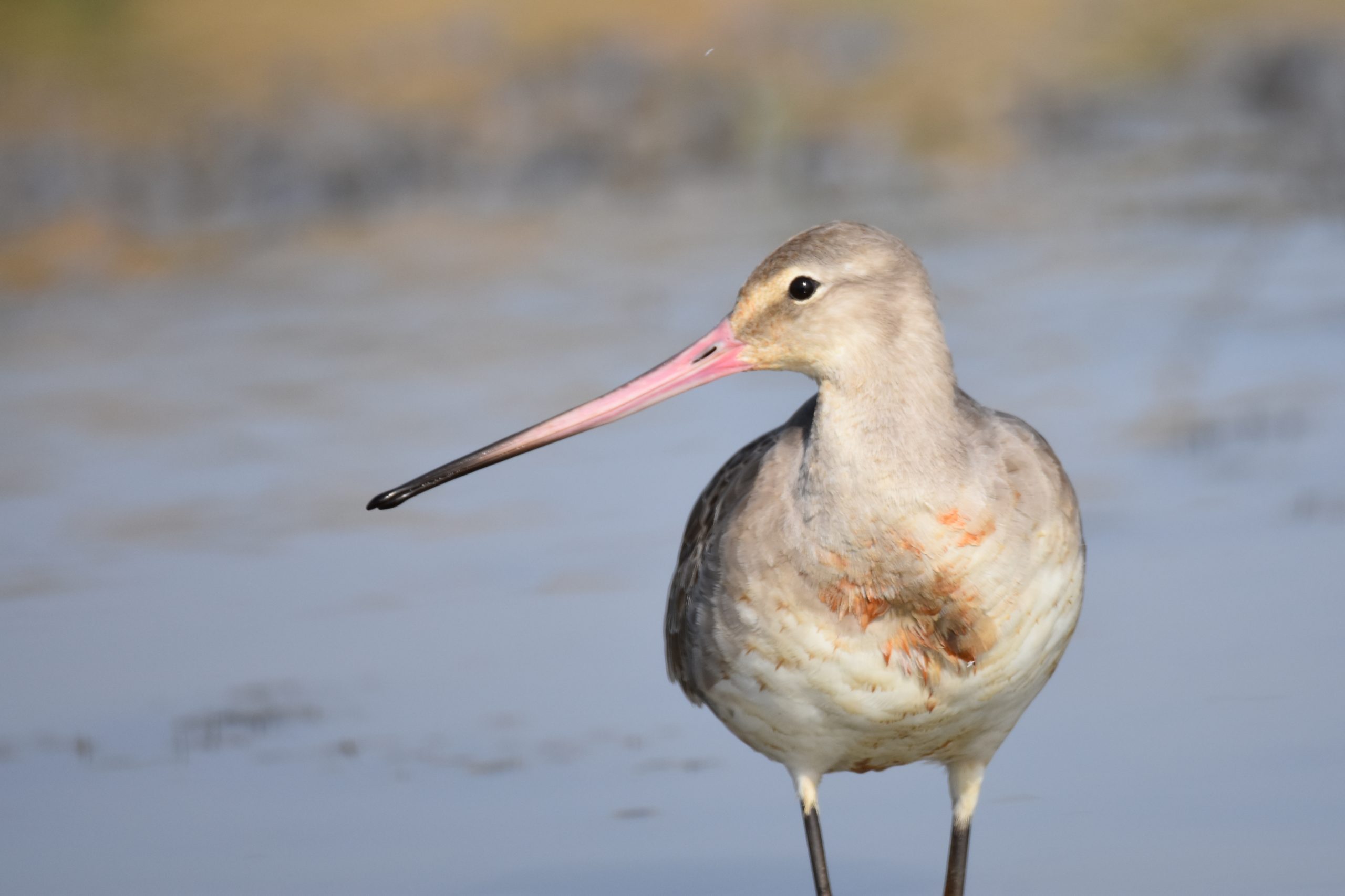 Mangaljodi birding