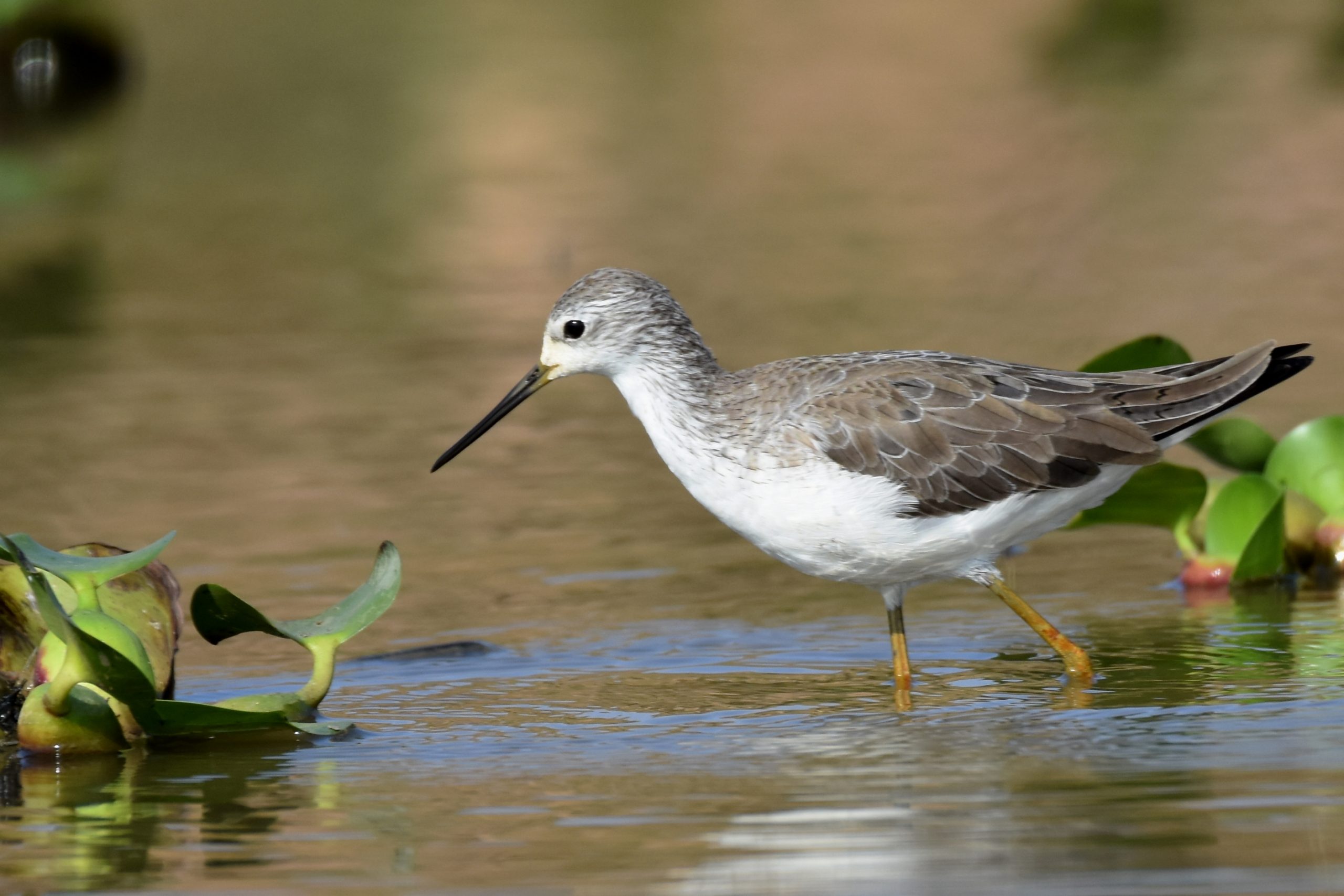 Mangaljodi Birding