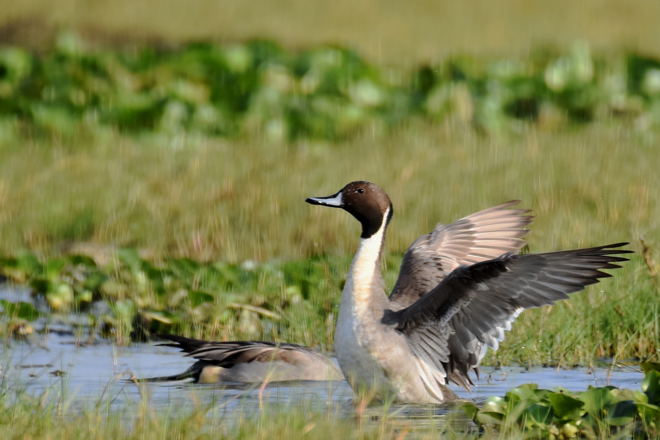 Mangaljodi Birding