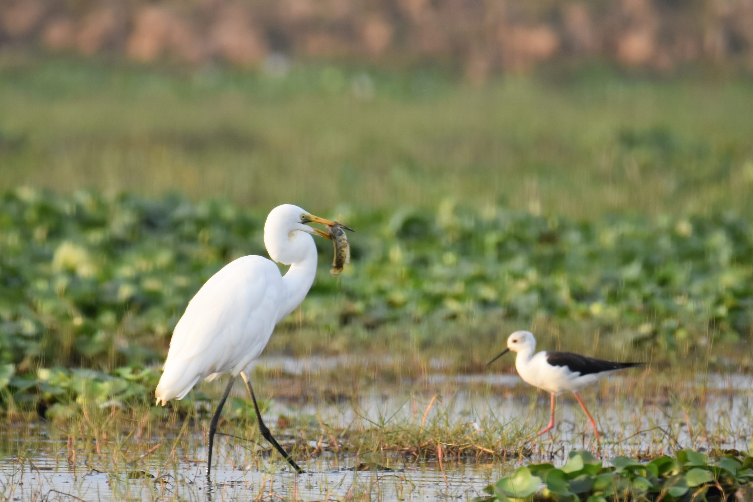 Mangaljodi birding