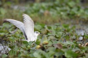 Mangaljodi Tern